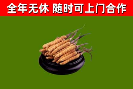 高昌回收冬虫夏草