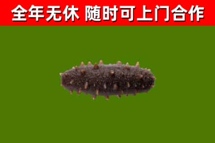 高昌回收海参干